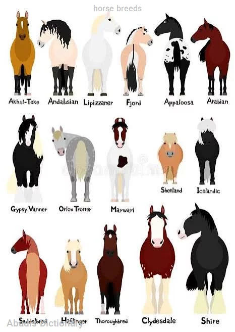 horse breeds